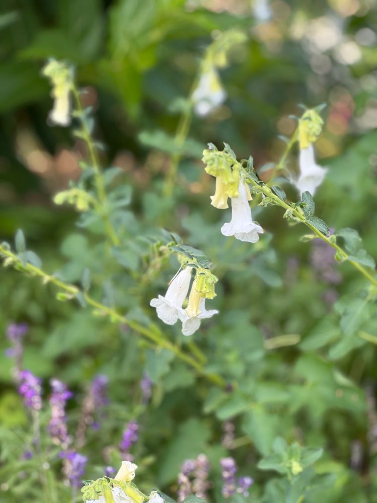 真っ白なベルのような、ケラトテカ・トリロバの花の写真です。