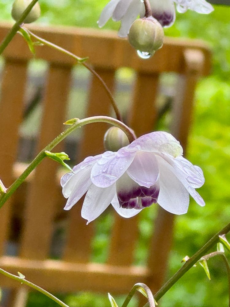 レンゲショウマの花のアップ写真です。