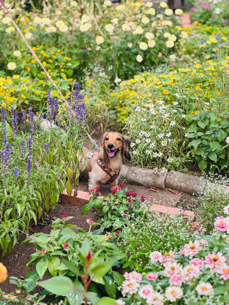 彩り豊かな花壇の周りをミニチュアダックスが散歩しています。花の丈は犬の背より高いものが多く、犬は花に埋もれがちです。花の途切れた箇所から人間を見つけて、犬は笑顔を見せています。