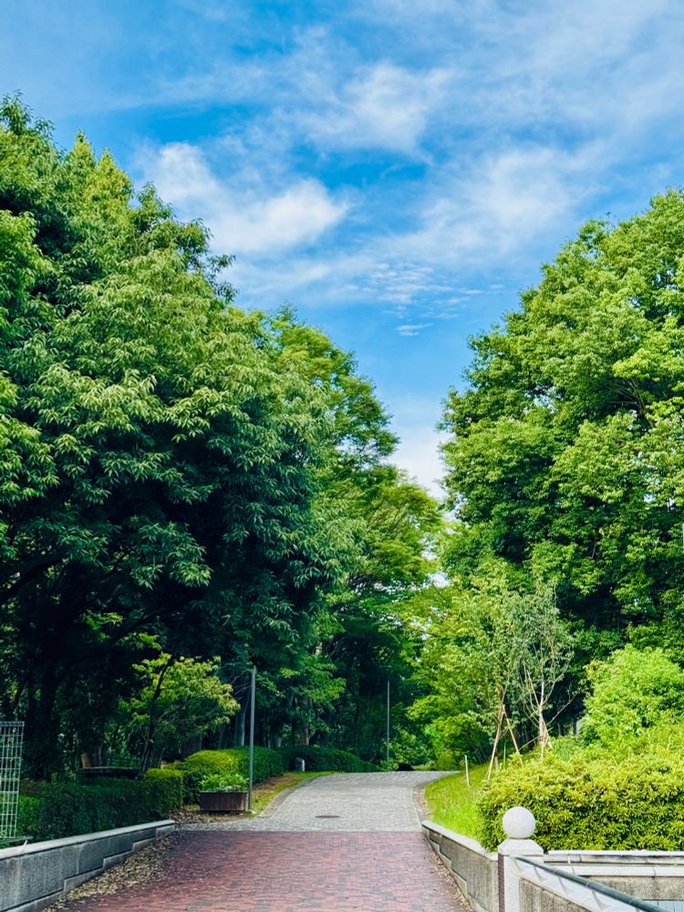 青空の下、公園へ続く遊歩道の写真です。道の両脇に大きな木が並び、木陰を作っています。