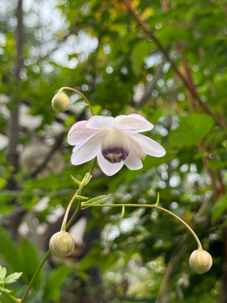 レンゲショウマの花の写真です。薄紫の花がうつむいて咲いています。