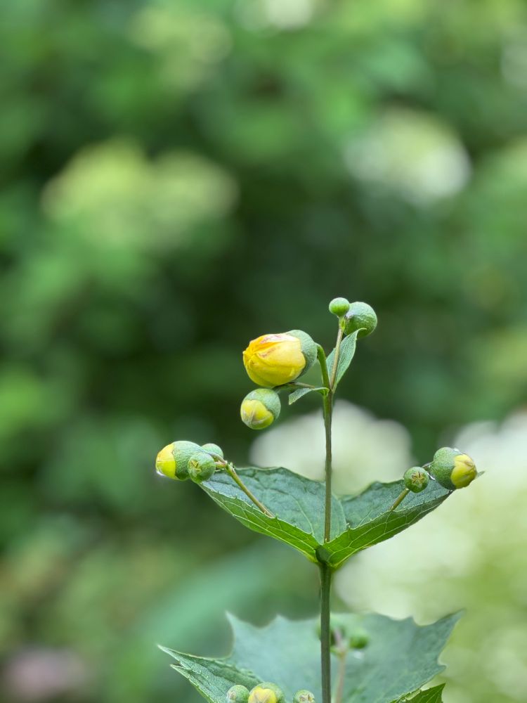 キレンゲショウマの蕾の写真です