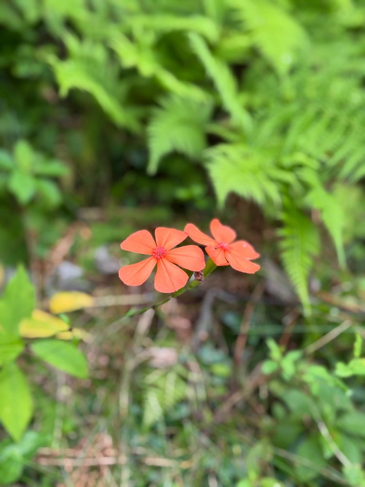 フシグロセンノウの花の写真です。朱色の五枚花びらが鮮やかです。