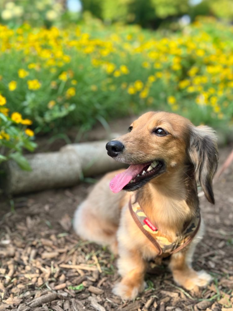 ミニチュアダックスが公園の花壇の前でおすわりしています。 横に向けた顔は、やや口を開いていて暑そうです。
犬の後ろには夏らしい黄色い色の花がたくさん咲いています。