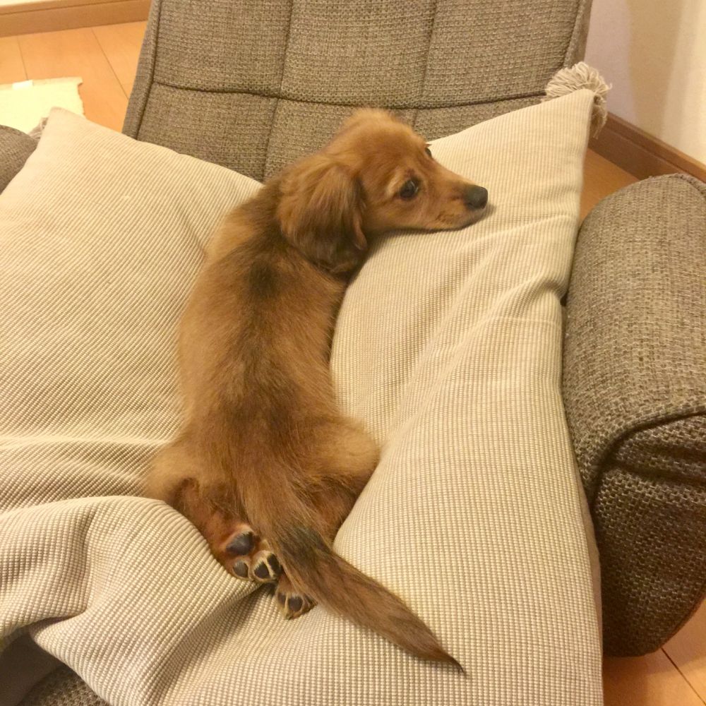 座椅子の上の大きなクッションに、ミニチュアダックスの子犬が寝転がっています。後ろ足の肉球がこちらを向いています。