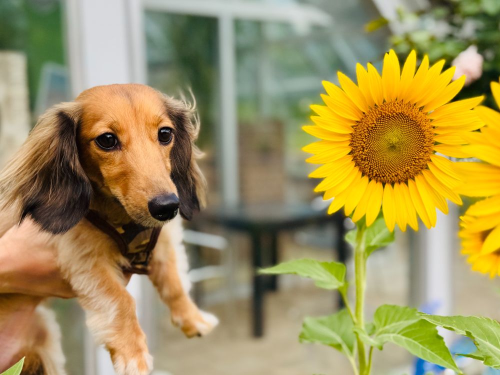 ヒマワリの花の横で、ミニチュアダックスが持ち上げられています。犬はちょっと迷惑そうな顔をしています。