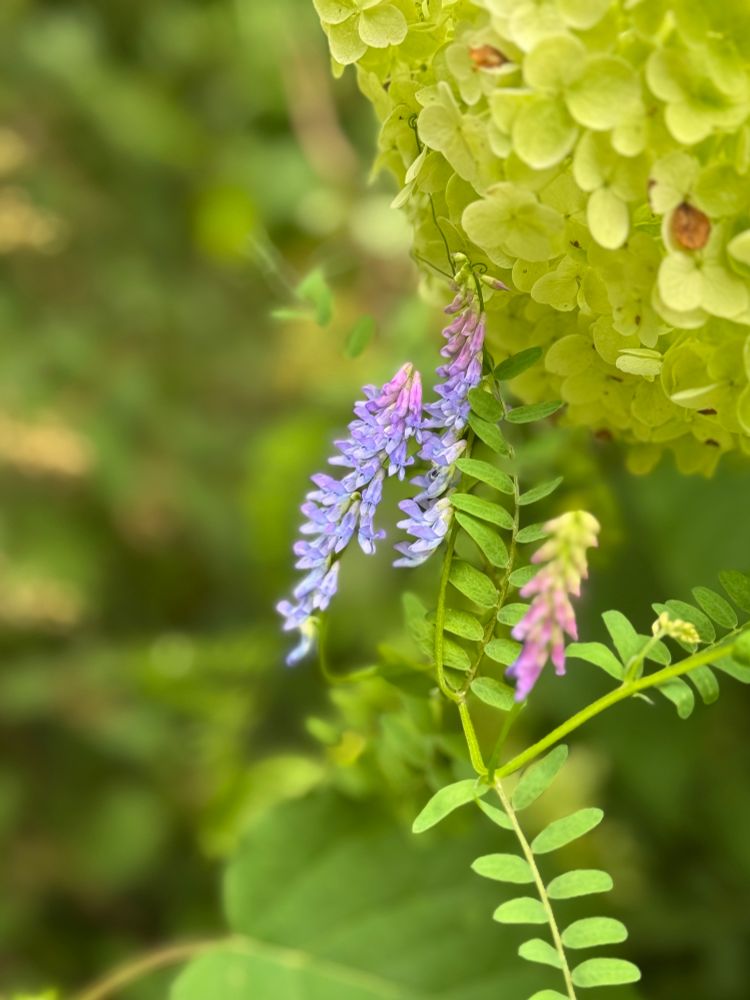 クサフジの花の写真です。
ピンクから紫のグラデーションがきれいでした。