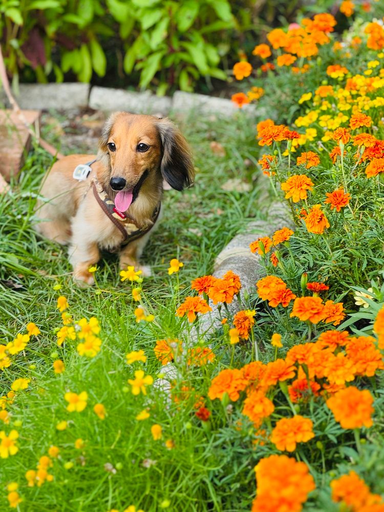 ミニチュアダックスがマリーゴールドの花の前でおすわりしています。笑顔です。