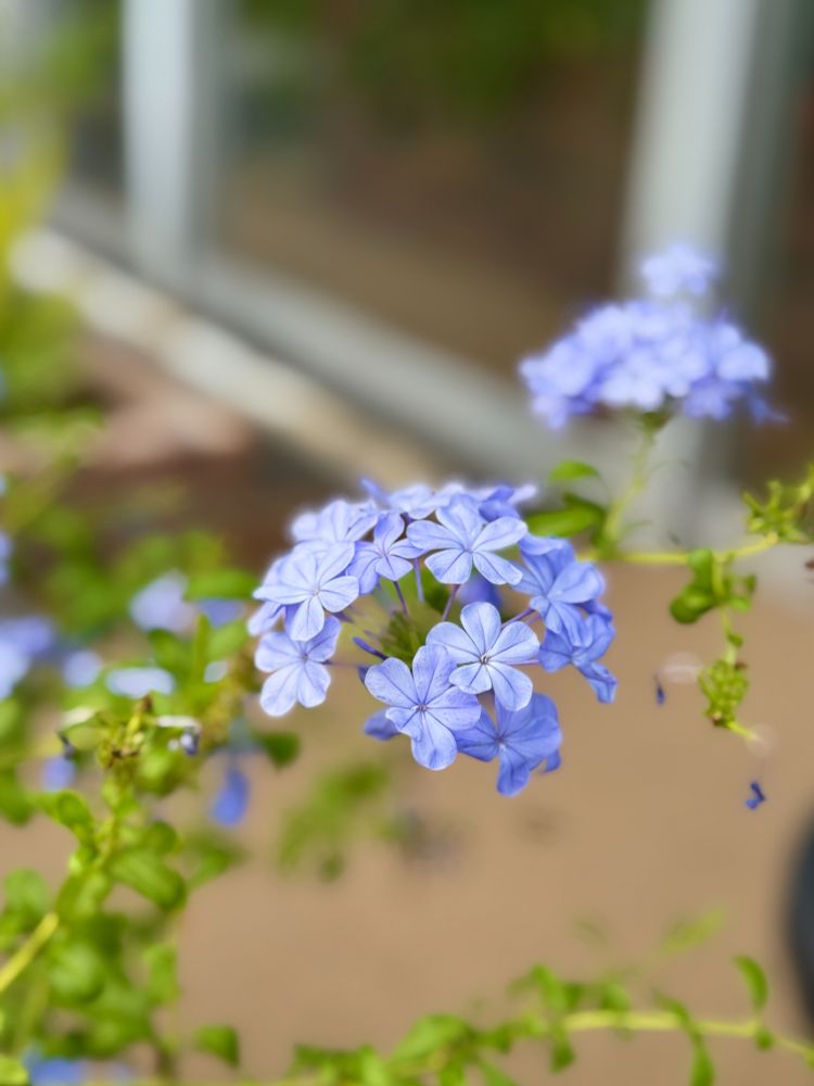 ルリマツリの花の写真です。紫がかった薄青色が涼しげです。