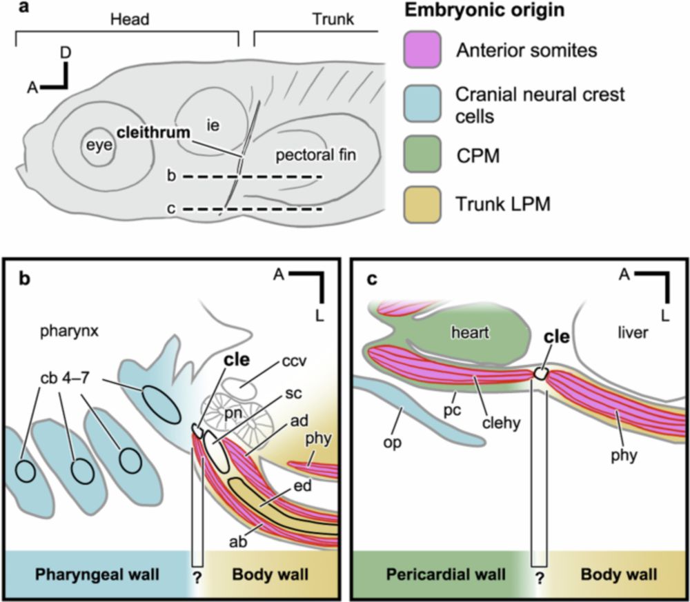 Multiple embryonic sources converge to form the pectoral girdle skeleton in zebrafish - Nature Communications