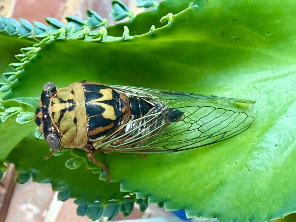A Texas dog-day cicada; he has sung his last summer tune. 
