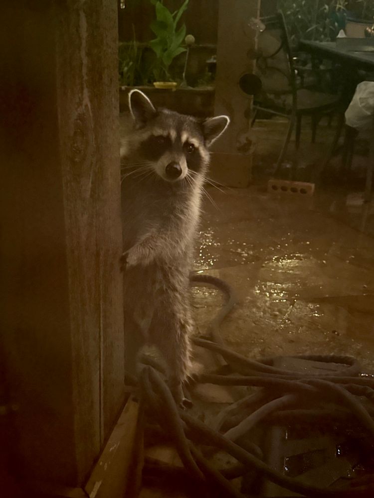 Mr./Ms. Raccoon enjoying a game of hide & seek with me and Raphi 🐈 as we sit at the window and stare at him/her from inside. Raphi 🐈 really wanted to go out and play. 
