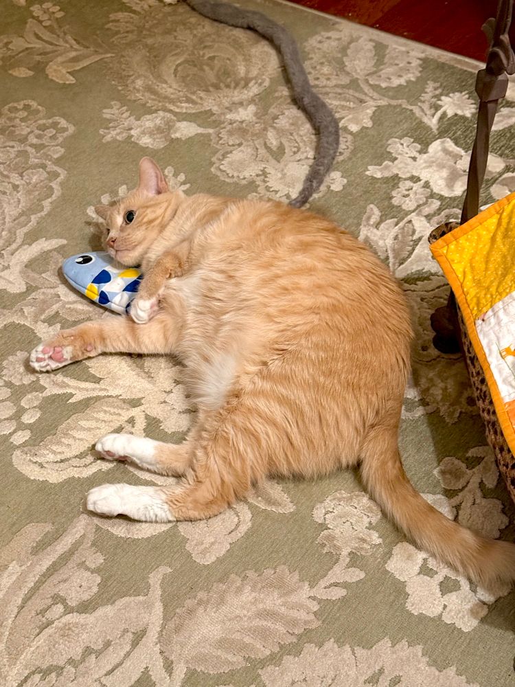 Raphi, my Creamsicle bff, getting cozy with his blue fish. 🐟