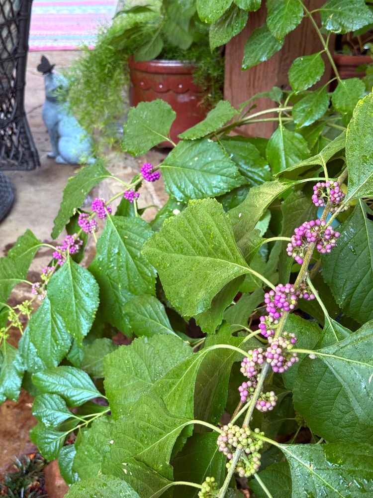 The American Beautyberry berries started changing colors this last week to its eventual amazing purple. 