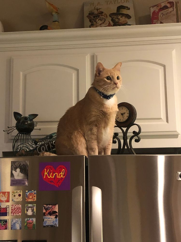 Raphi 🐈, my Creamsicle bff, on top of the refrigerator, surveying all his domain, reminding the human there is no safe place in this house where one is free from observation & judgement. 