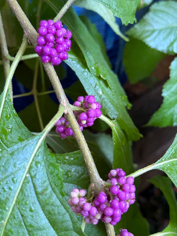 Close Up View: The American Beautyberry berries changing colors to its eventual amazing purple. 