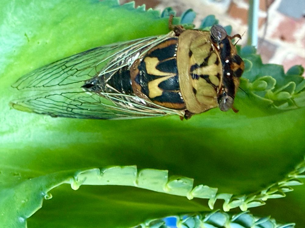 Top View: Texas dog-day male cicada. 