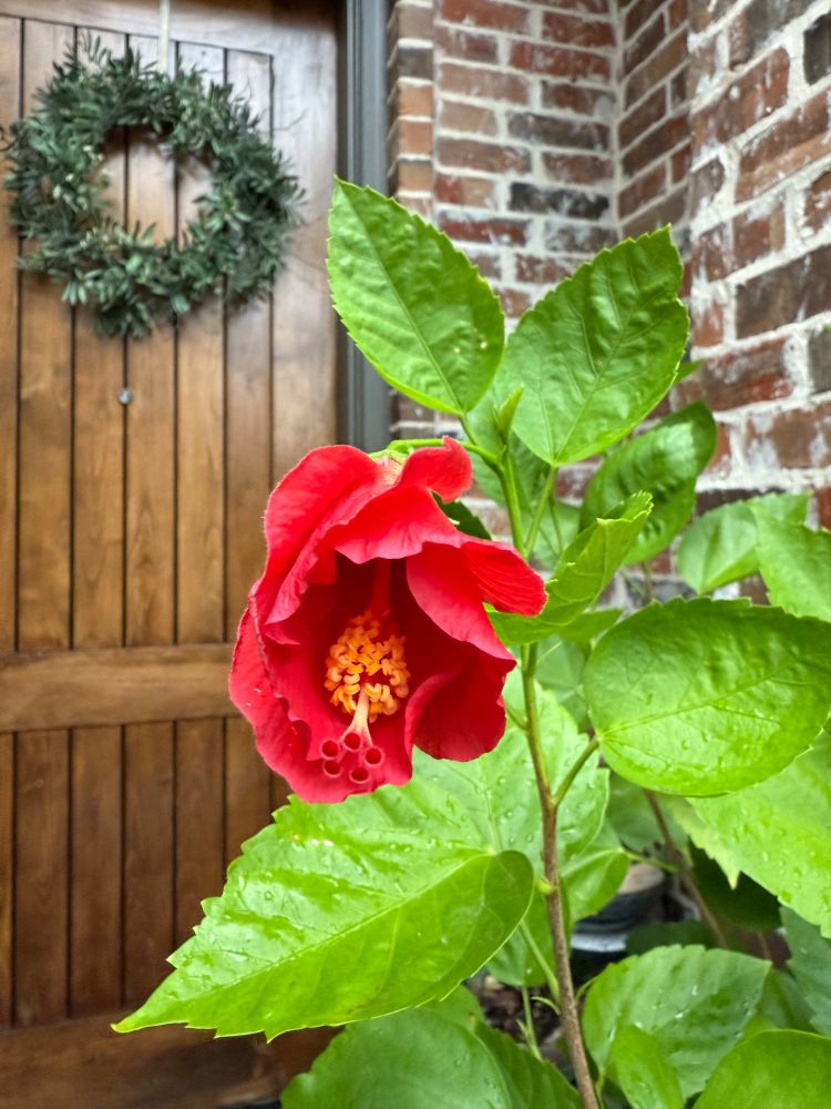 A Red Hibiscus 🌺 slowly unfurling its beauty this morning on the front patio. 