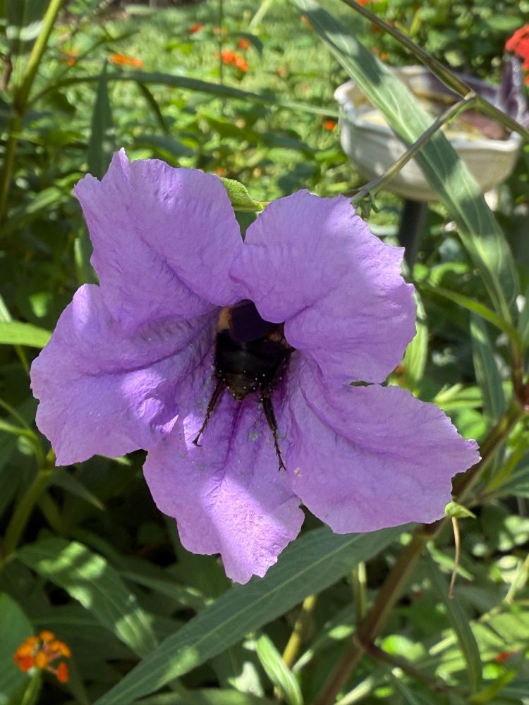 A bumblebee 🐝 partaking the pollen from the purple Mexican Petunia flowers in the front garden.