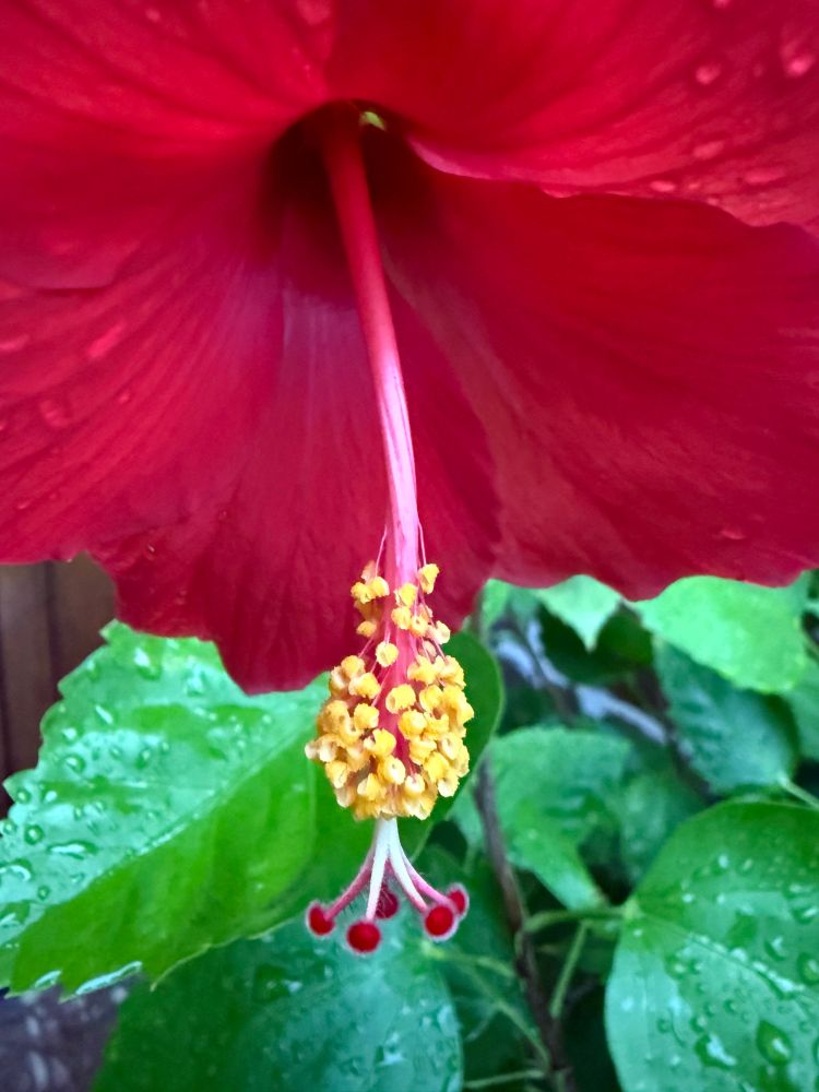 Close Up: Beautiful Red Hibiscus 🌺 this morning on the front patio. 