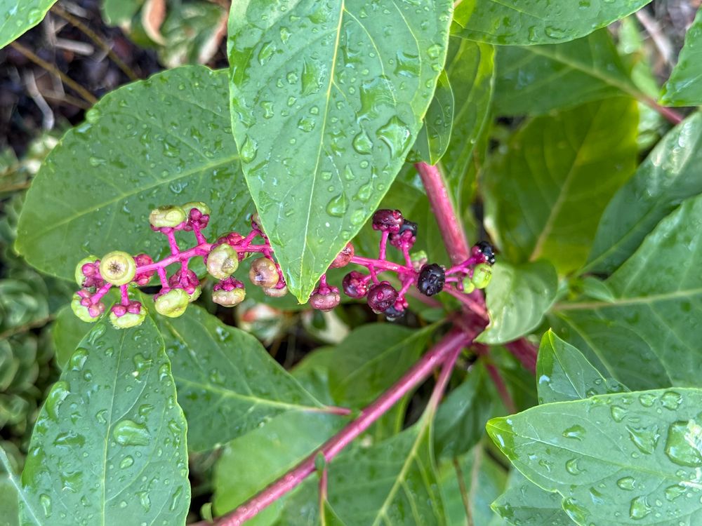 Close Up View: Berries on the American Pokeweed are changing colors from green to the reds/purples that attract the birds. 