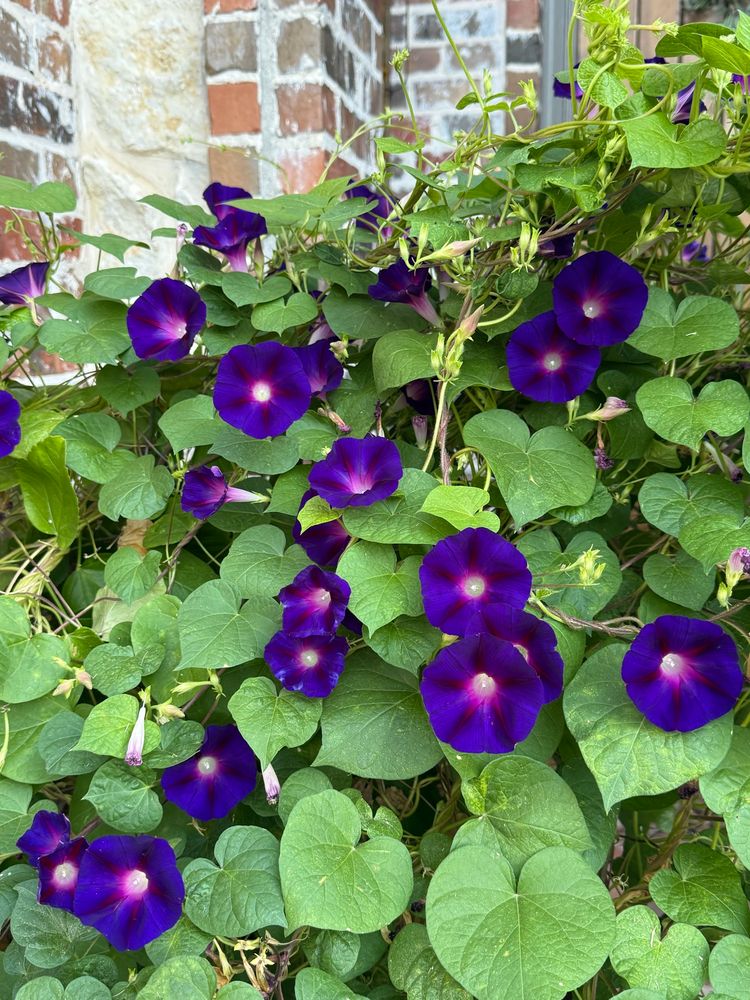 What a sight to see on the front porch this morning. 💙 So many Morning Glory blooms in the deepest blue with purple center. 