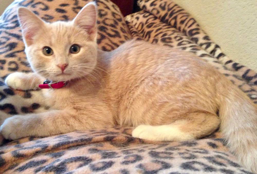 Raphi, 12/28/2012, home his 5th day. The Creamsicle love story early days. 🧡🐾🧡🐾🧡🐾🧡🐾🧡🐾🧡