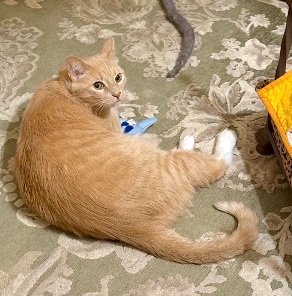 Raphi, my Creamsicle bff, guarding his blue fish from my view. 