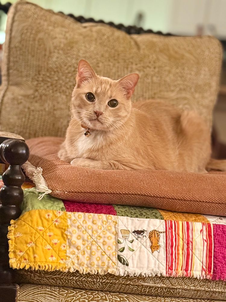 Raphi, my Creamsicle furry bff 🐈, relaxing on the chair he knows he’s not supposed to be on…again. Cuteness lets you get away with naughtiness. 