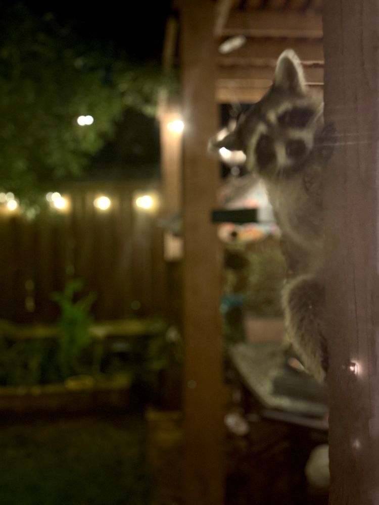 My view of Mr./Ms. Raccoon 🦝 as seen from inside the house back window before I wandered outside to get a better picture of him or her. 