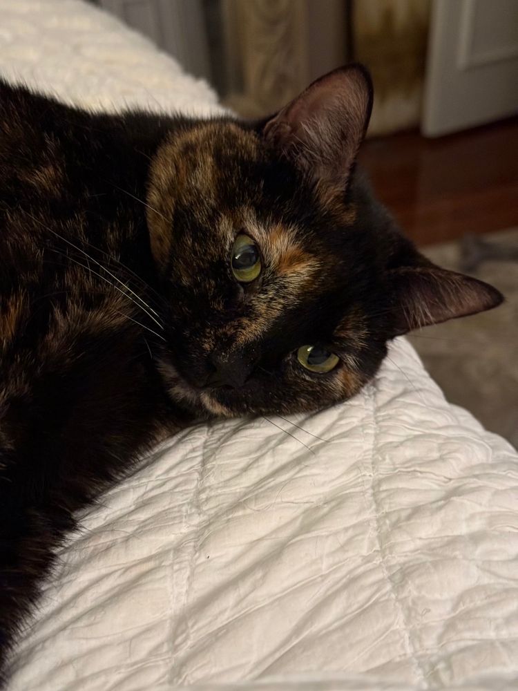 Maddie, my spicy Tortie girl, looking sweet as she settles in for the evening. 
