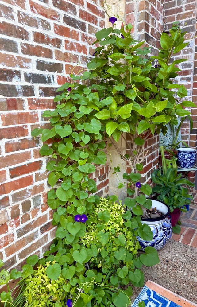 The Morning Glory Vine gifted by the birds or squirrels a couple of years ago is very happy. Here you can see it’s vining into the Hibiscus 🌺 in the blue/white planter pot on the front entryway porch. 