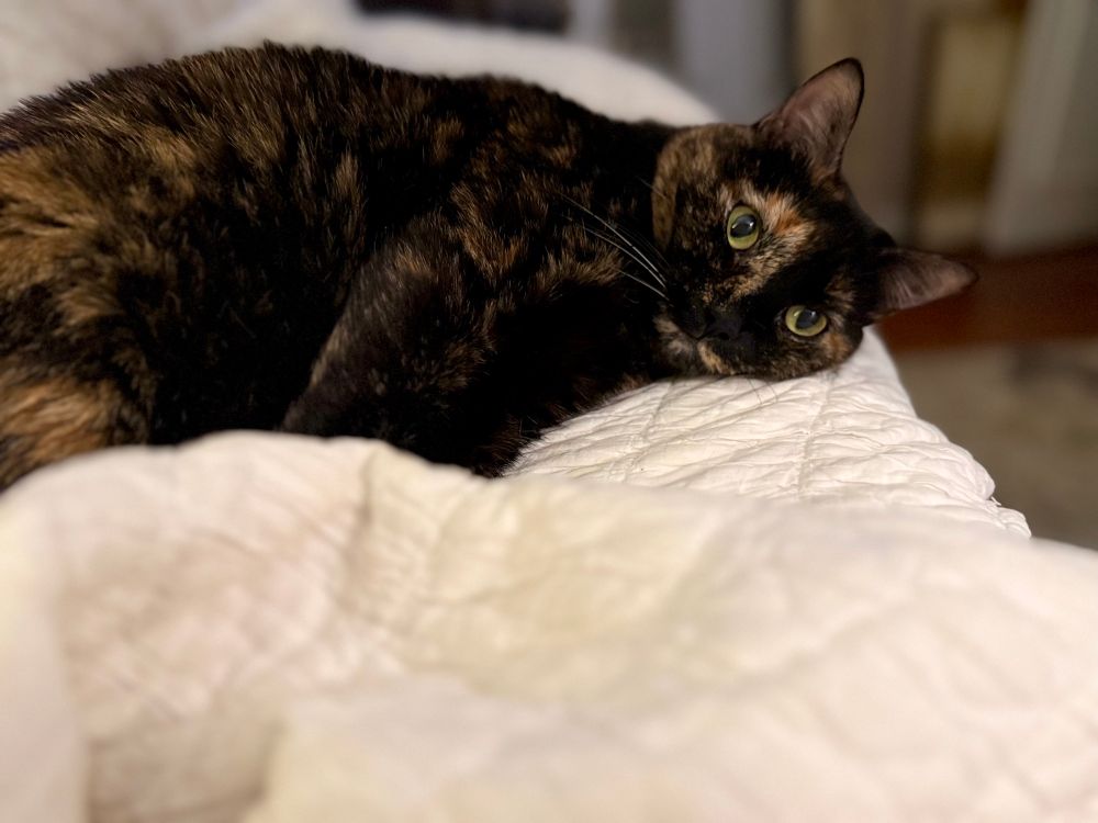 My spicy Tortie, Maddie, getting cozy at bedtime. 🛏️