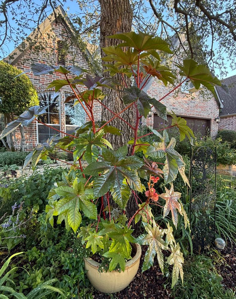 The Castor Bean potted plant 🪴 is so tall! 1st time growing this; dropped packet of seeds in the planter & watched this exotic plant grow and grow these last 4 months. Wondering what I’m going to do with it over the winter & if it will survive overwintering in the garage. Research to do! 

“Ricinus refers to the castor oil plant (Ricinus communis), a fast-growing, tropical shrub known for its dramatic, palmate leaves and spiny seed pods. While grown ornamentally for its striking appearance and used for its valuable castor oil, the plant is highly toxic, particularly its seeds, which contain the potent poison ricin.“