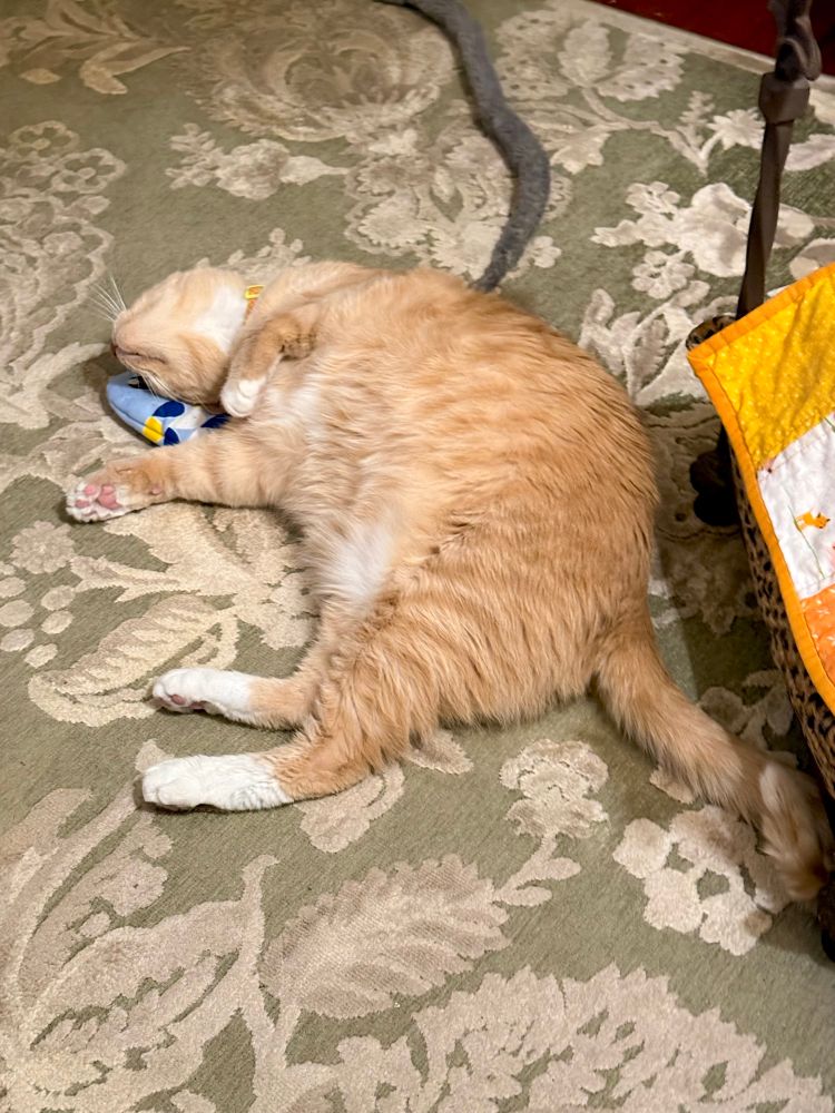 Raphi, my Creamsicle bff, totally trying to make me jealous of his blue fish.🐟 