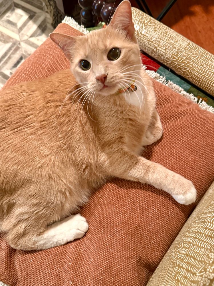 Raphi, my Creamsicle bff, acting frisky on the browny pillow which is in the chair he’s not supposed to be on. 
