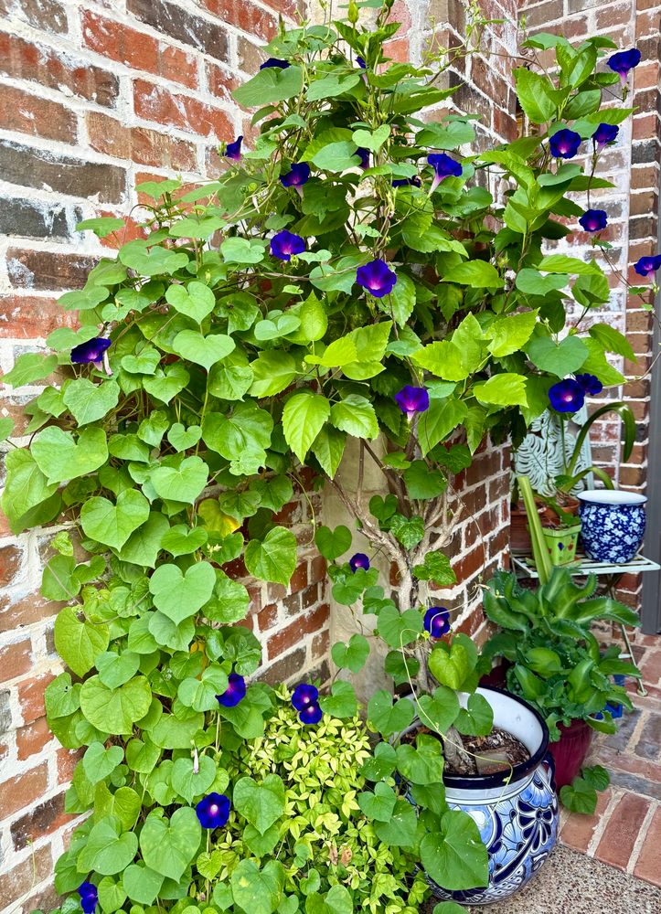Morning Glory vine & blue/purple blooms - so many blooms! This is the best this vine, that randomly appeared a couple of years ago, has looked. I love it for so many reasons. 
