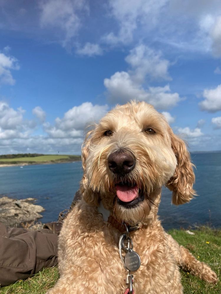 My dog a labradoodle lying on the grass with the sea behind her in Cornwall