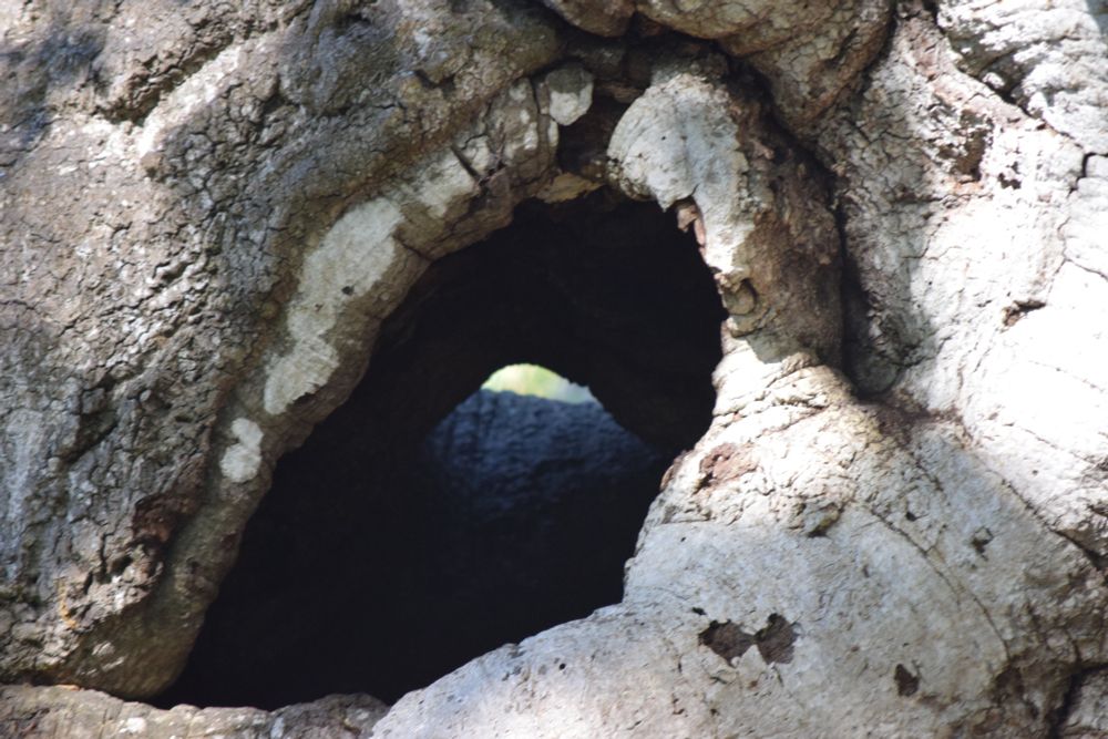 An oak tree trunk with a "window."