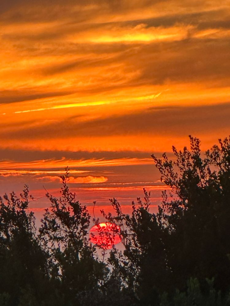 Sunset through bushes. 