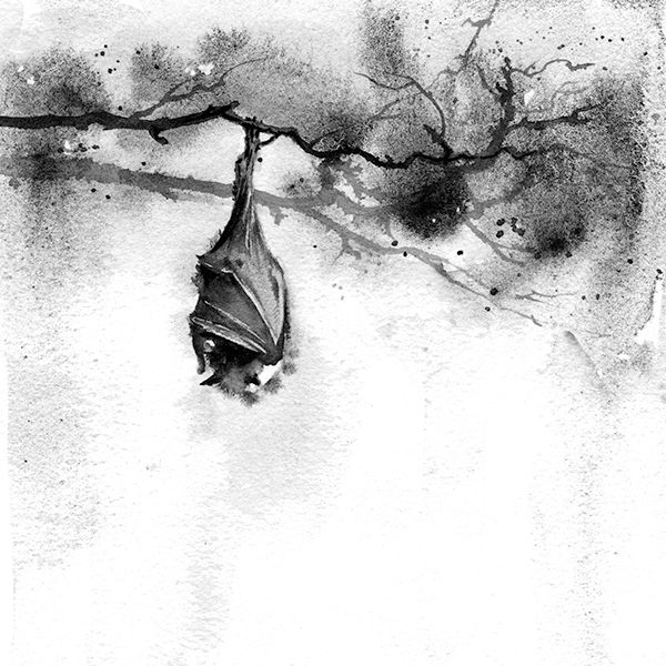 black and white watercolor on paper of a bat hanging from a tree branch, wings wrapped around itself