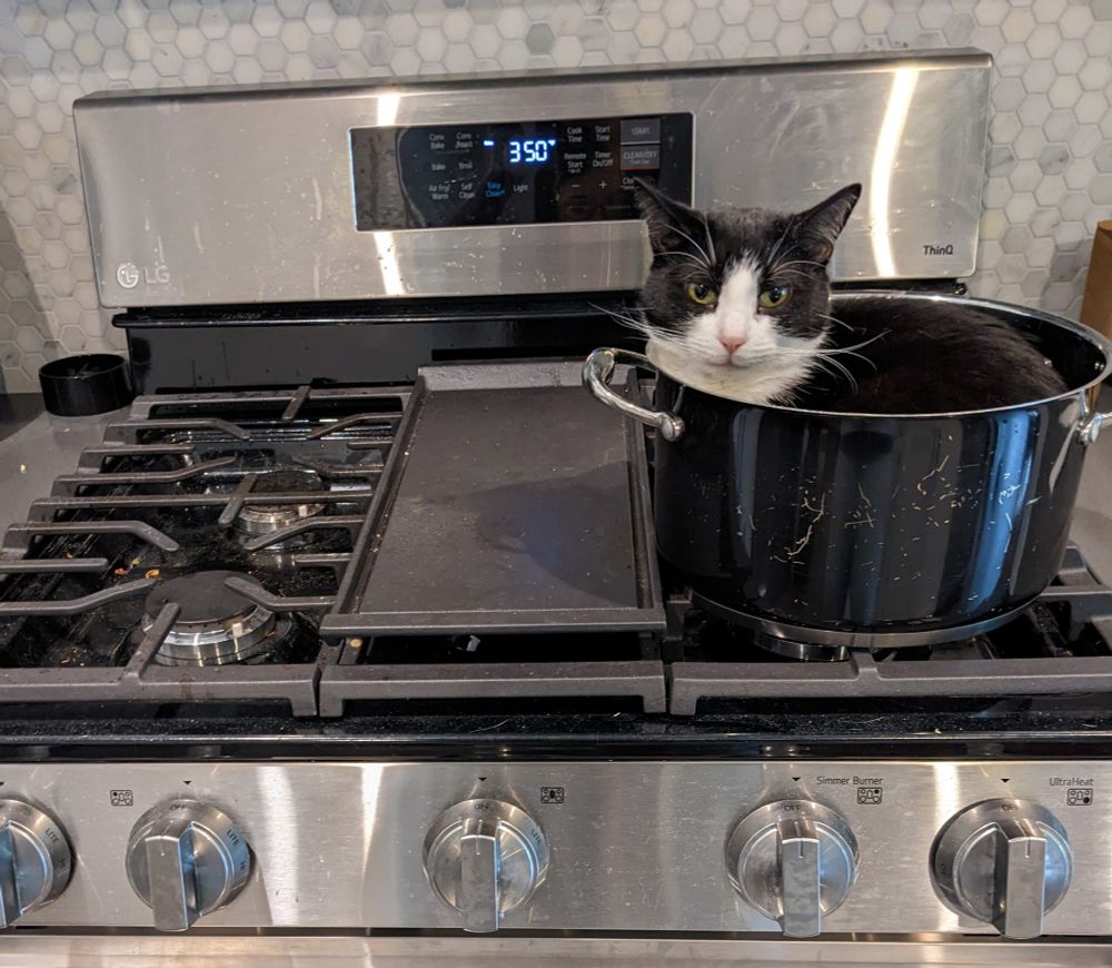 luna, the tuxedo cat, is sitting in a big pot on the stove top