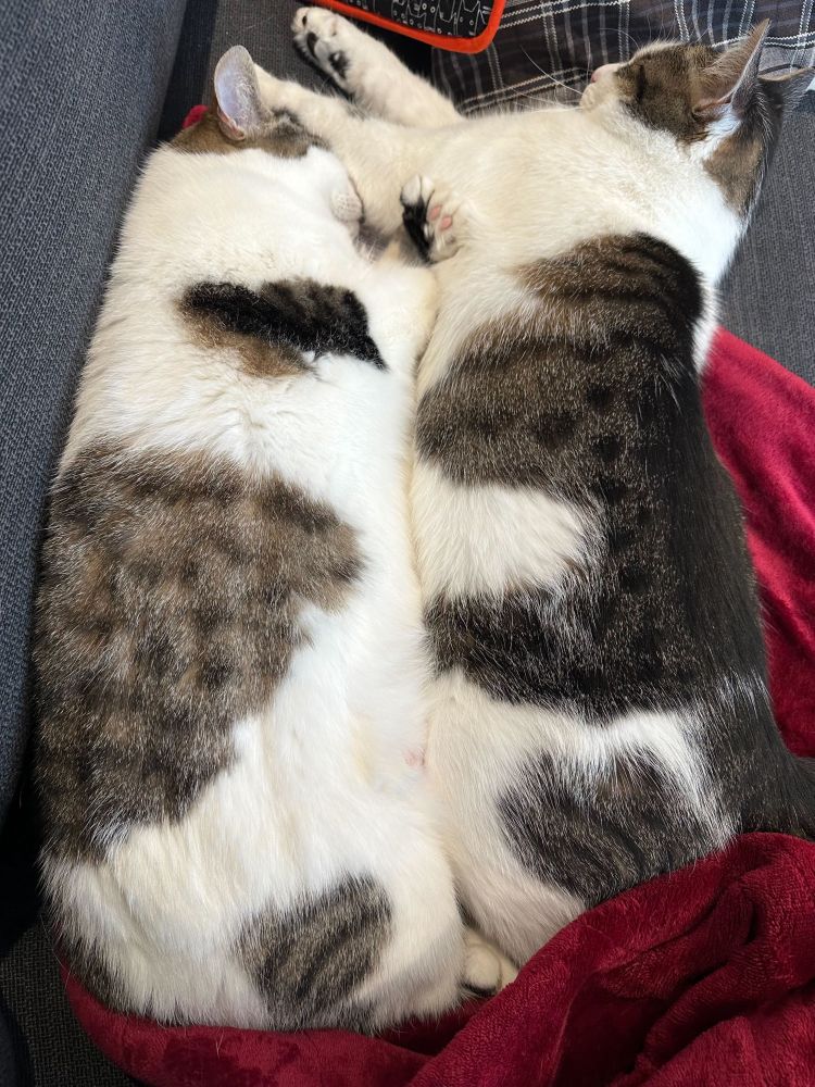 Two white and tabby cats, belly to belly in a snooze pile
