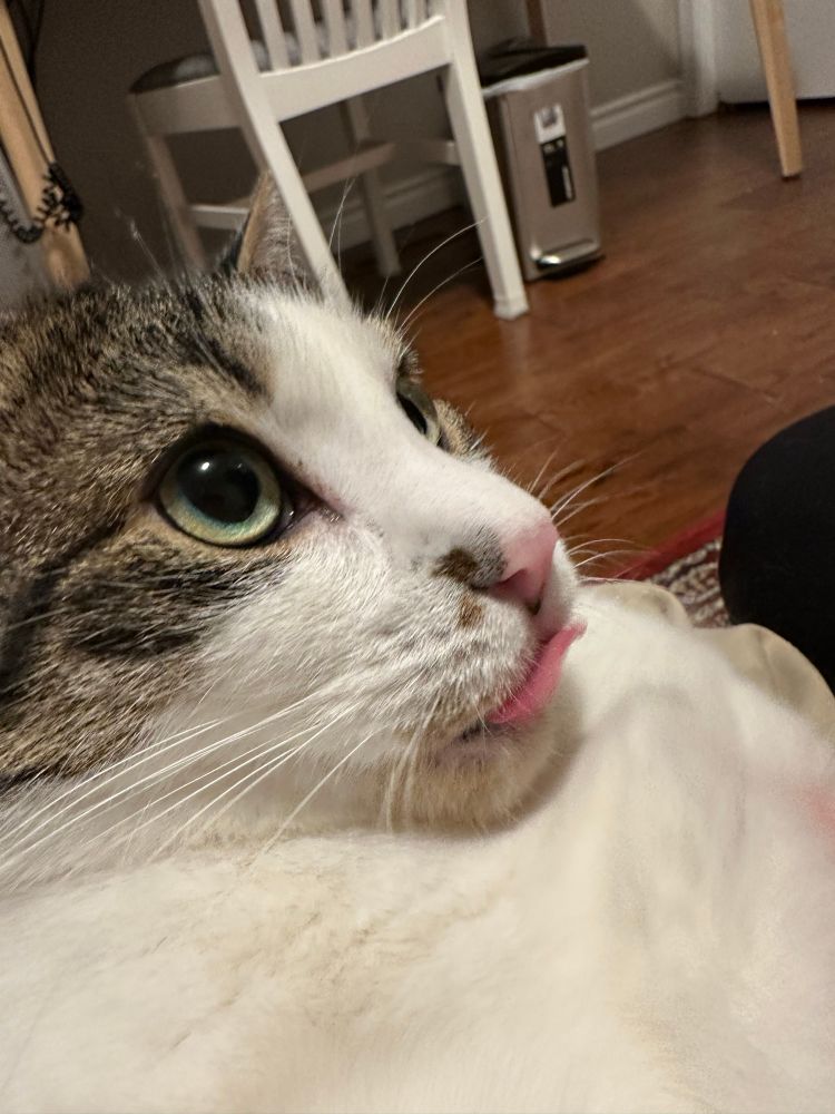 A white and tabby cat, licking his own nose.