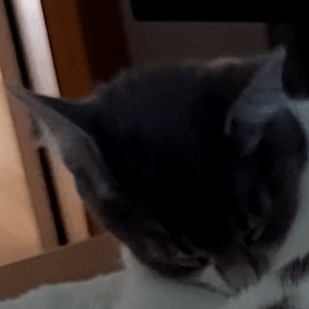 Facepalm Cat GIF