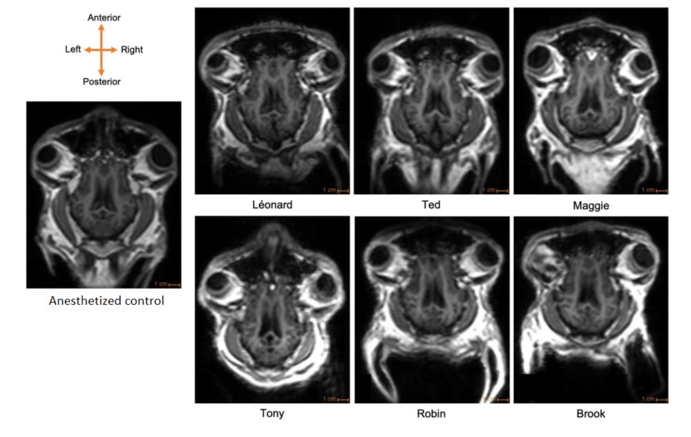 Behavior, brain imaging, and fluffy cuddles