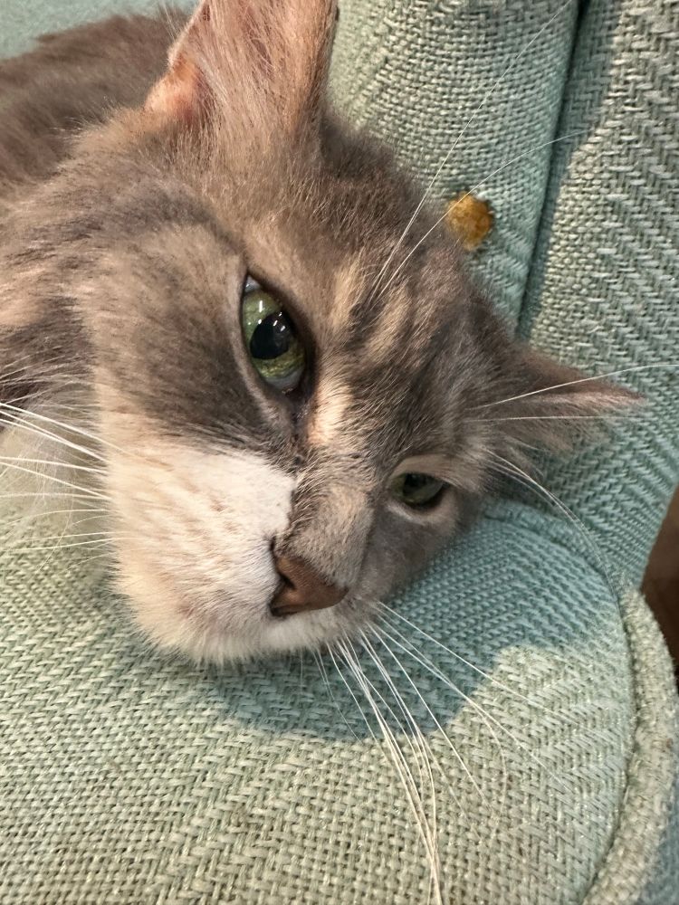 Pushkin the bookstore cat, looking consumed by ennui and a surfeit of attention all day every day