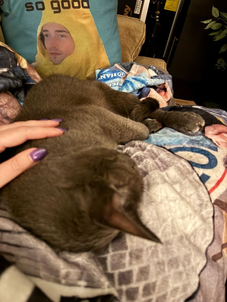 A sleeping grey cat on a plush blanket. A purple manicured hand rests on him as he sleeps peacefully. 