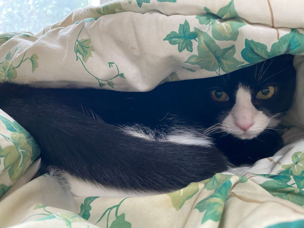 A tuxedo cat curls up inside a leaf-printed blanket 