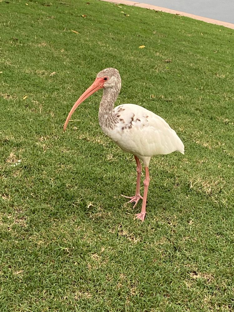A white ibis hanging out on a lawn 